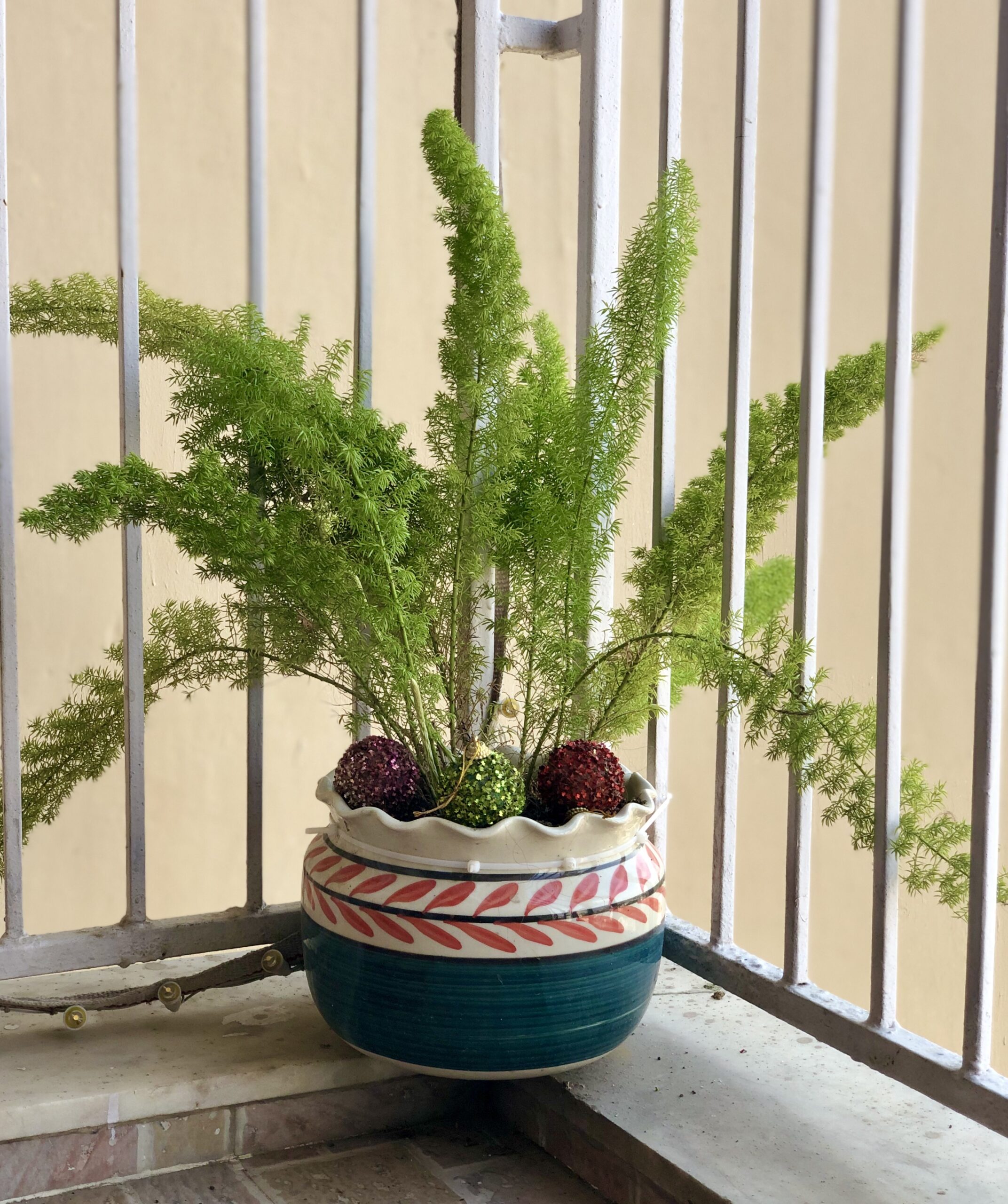 Foxtail Fern