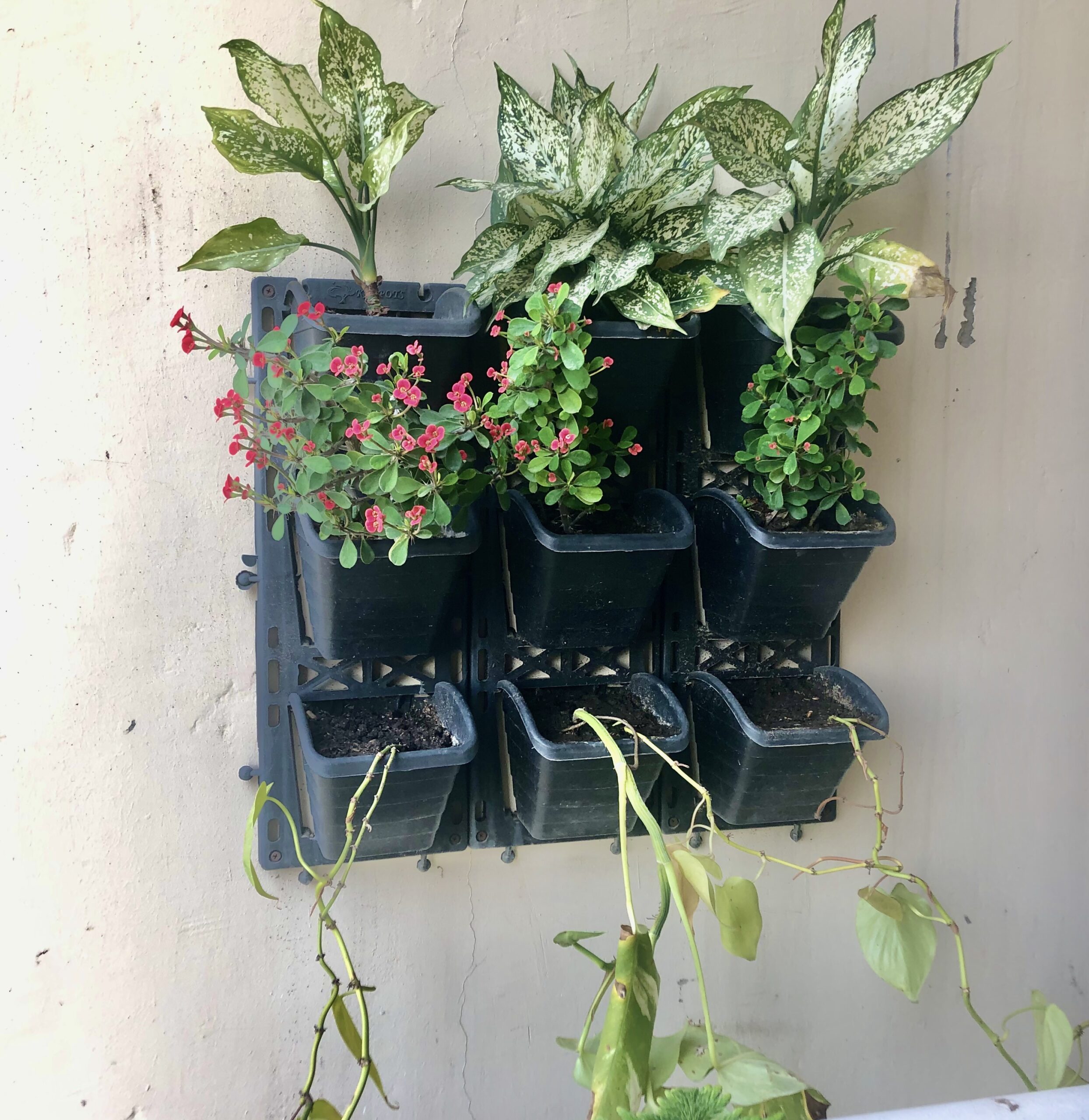 Plant Wall