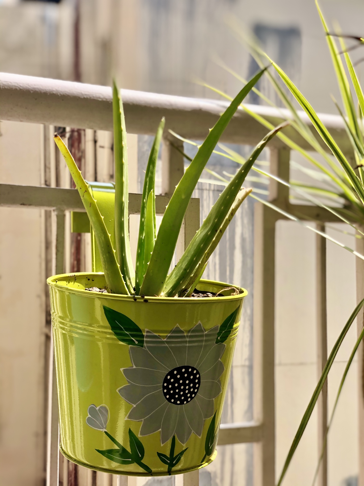 Aloe Vera