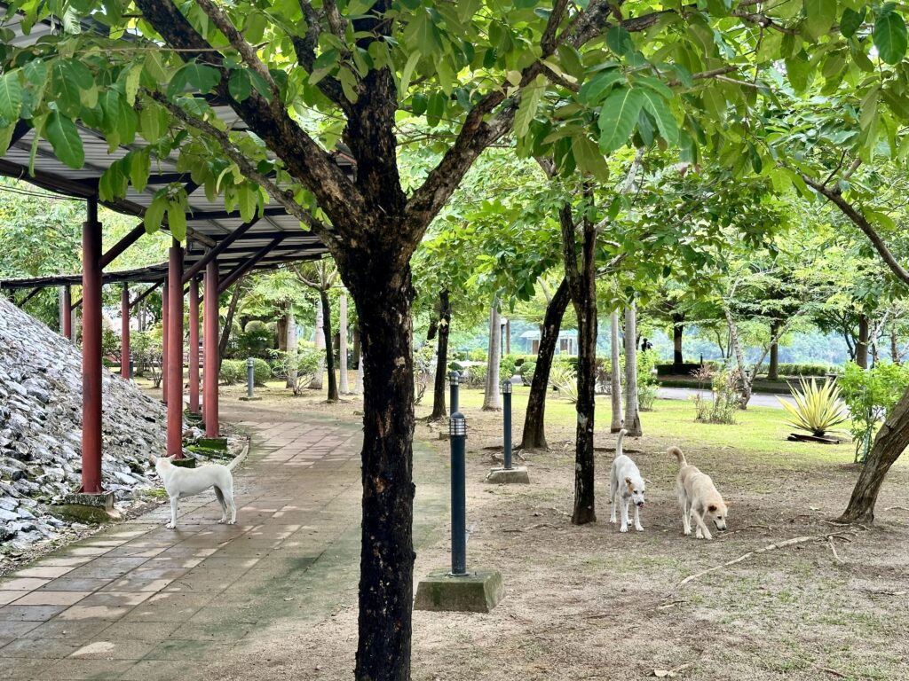 Soi dogs at Khun Dan Prakarn Chon Dam