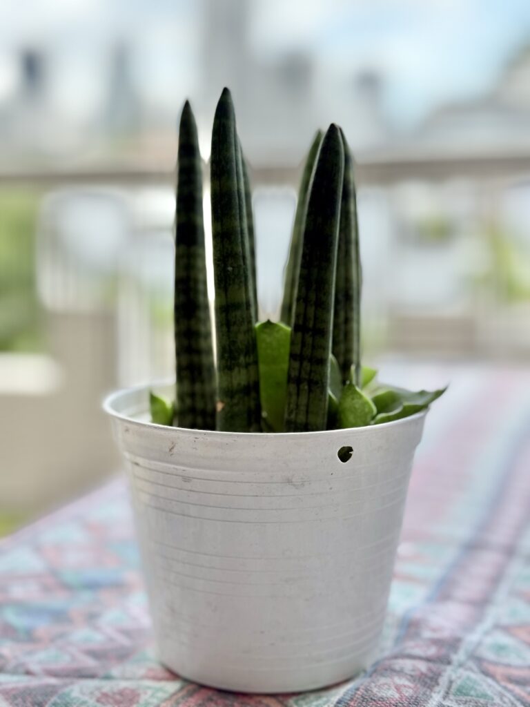 African spear plant (Dracaena angolensis)