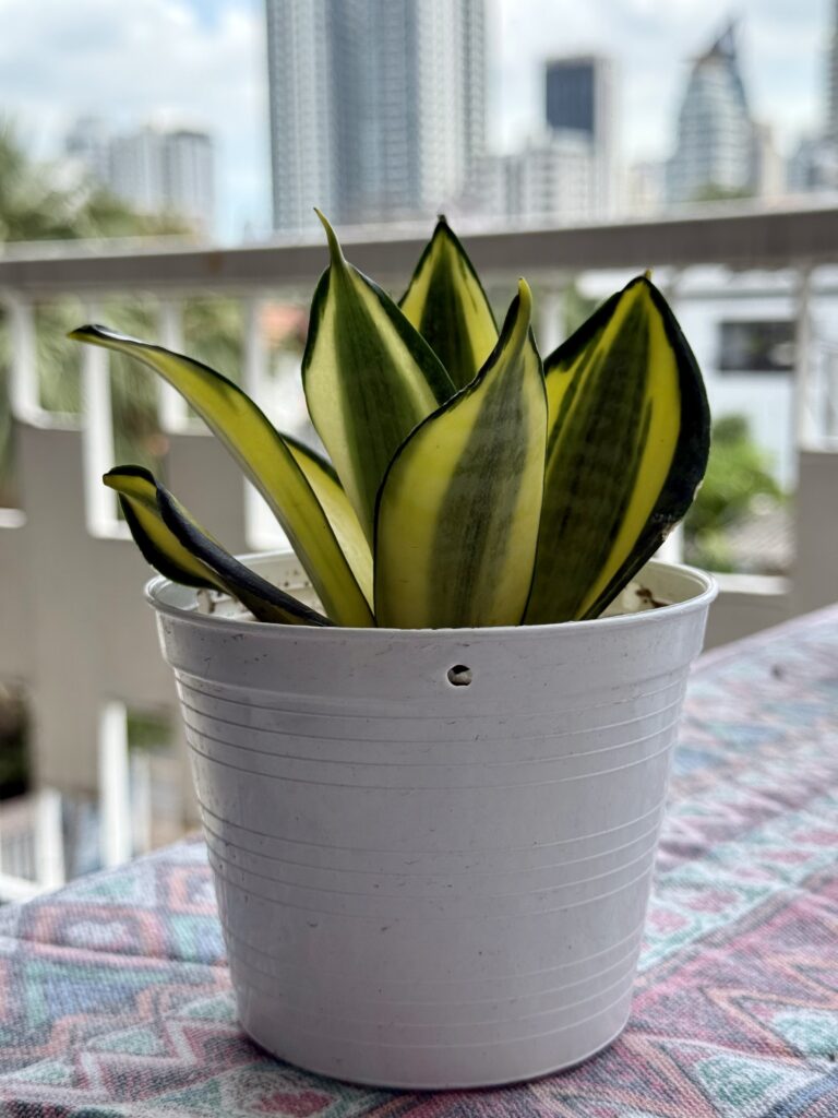 Bird’s Nest Snake Plant (Sansevieria trifasciata hahnii)
