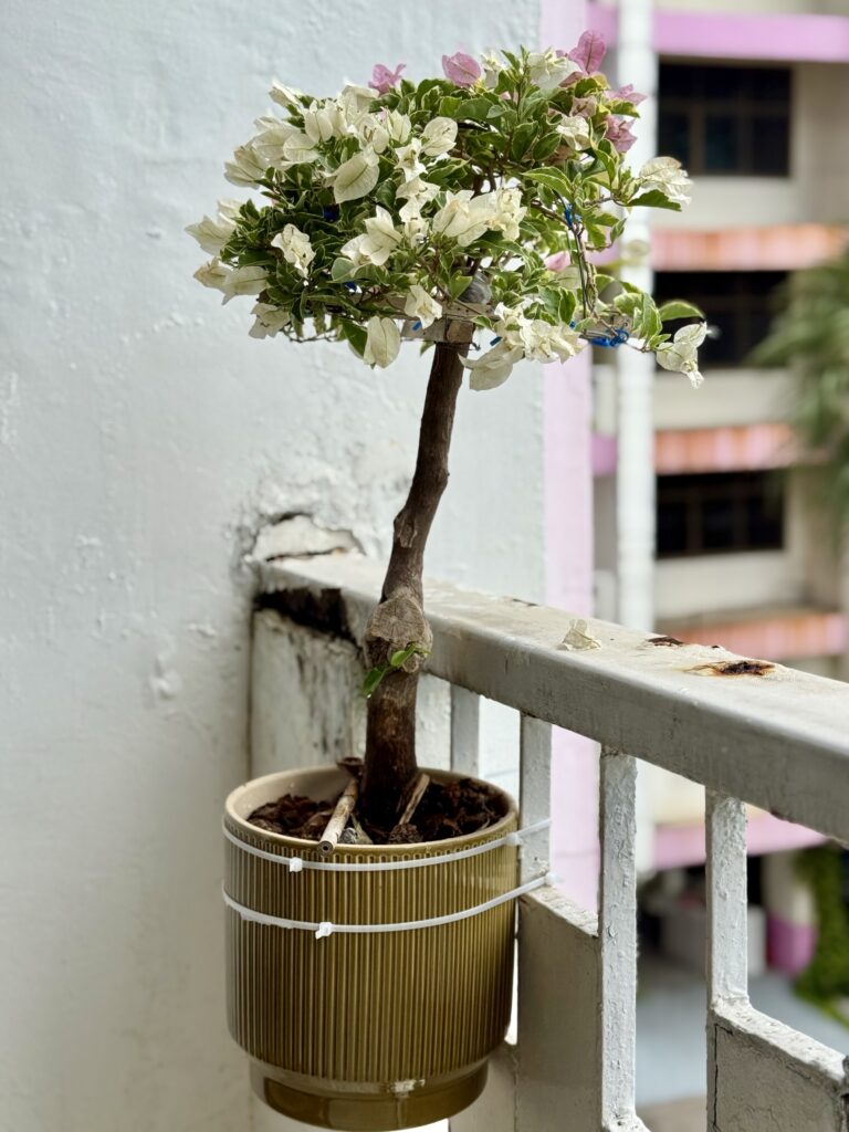 Bougainvillea