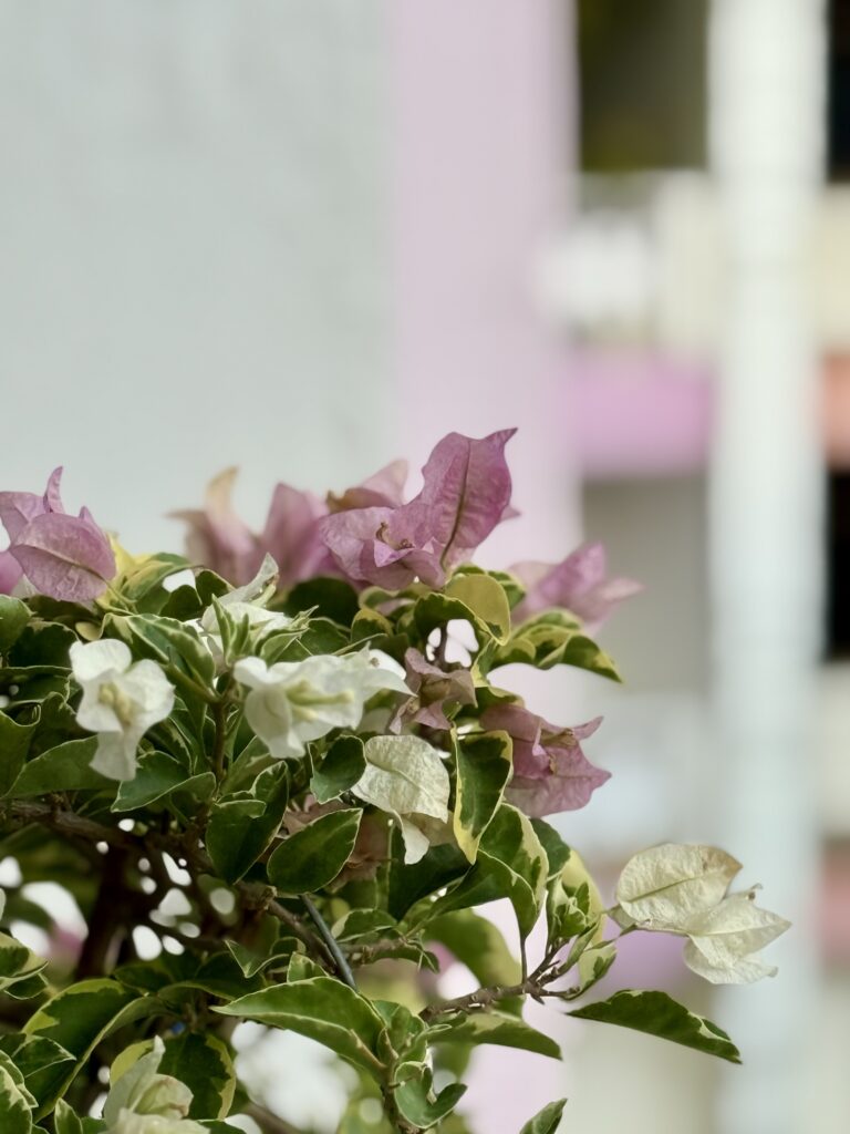 Bougainvillea flowers