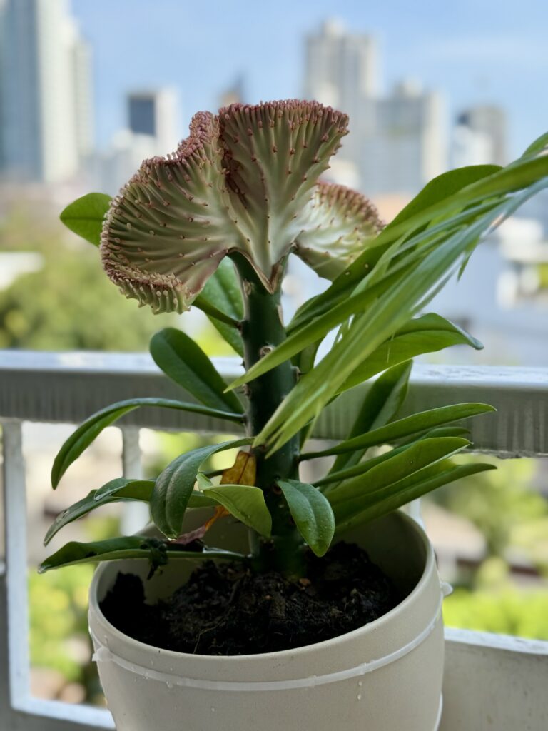 Candelabra Plant (Euphorbia Lactea)