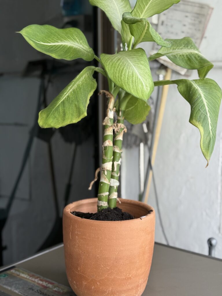 Dieffenbachia Seguine (Dumbcane)