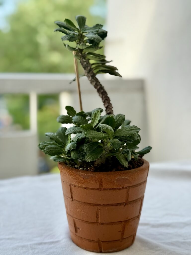 Dorstenia lavrani (Tabia Gorge Dorstenia)