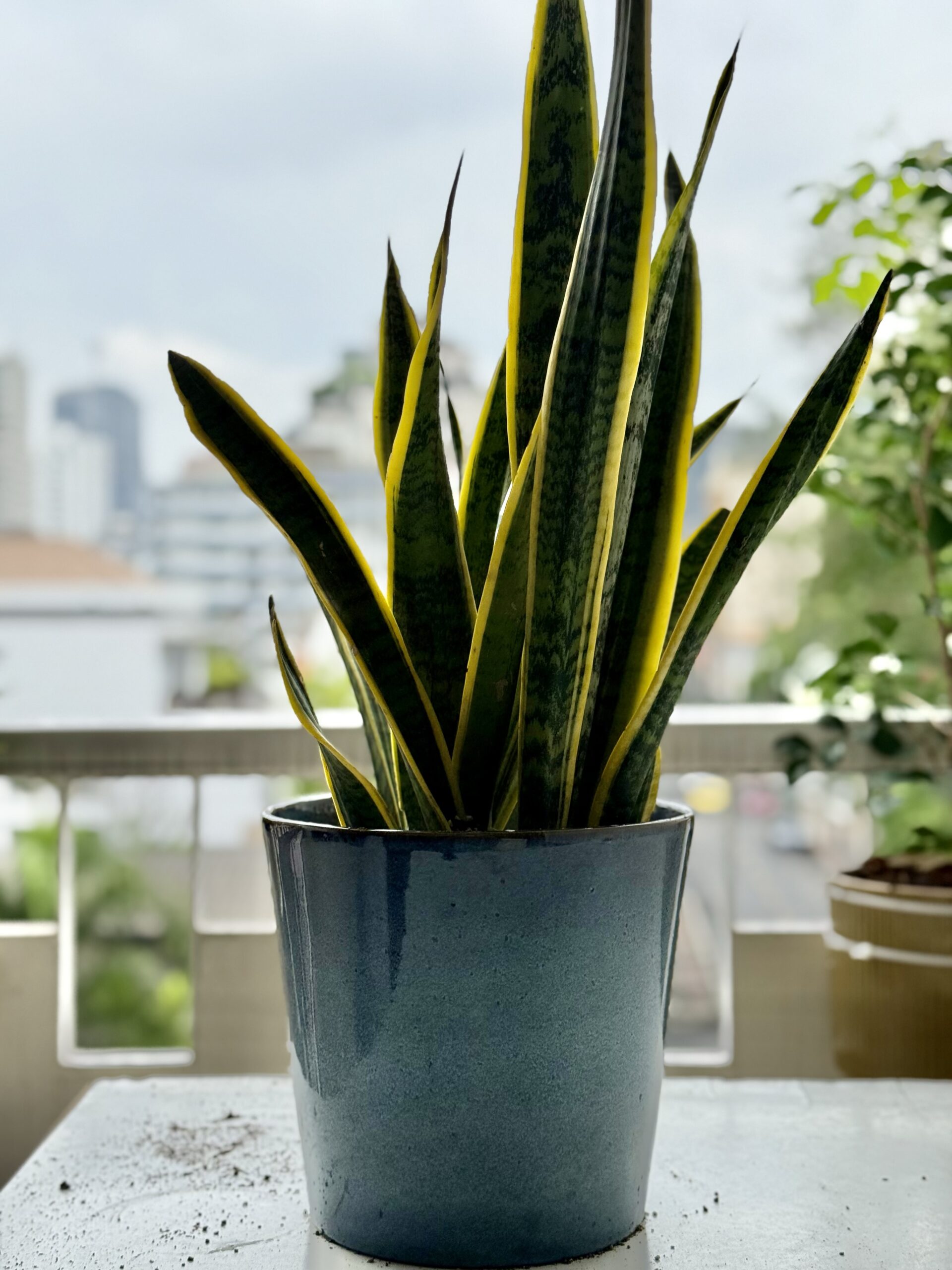 Dracaena Trifasciata (Snake Plant)