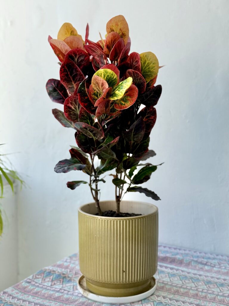 Garden Croton (Codiaeum Variegatum)