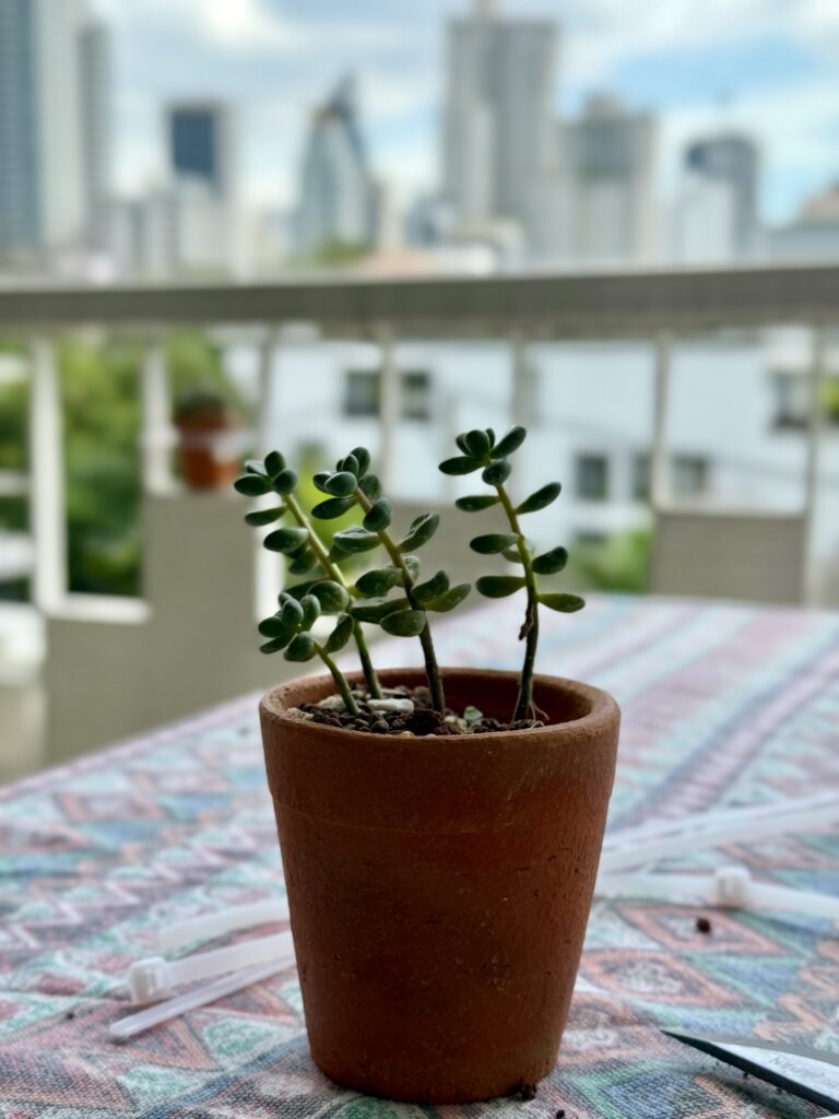Jade Plant (Crassula ovata)
