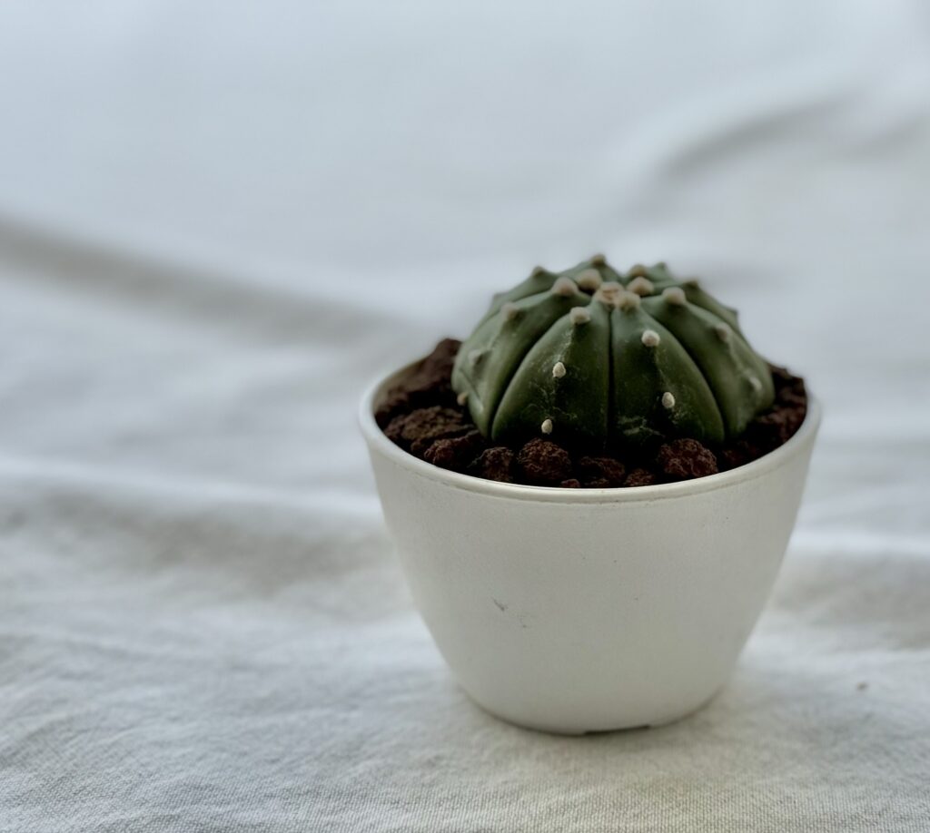 Lophophora williamsii (Peyote)