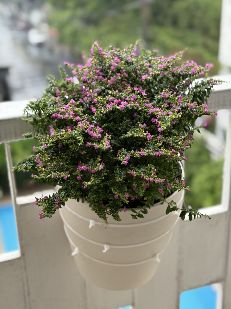 Mexican Heather (Cuphea Hyssopifolia)