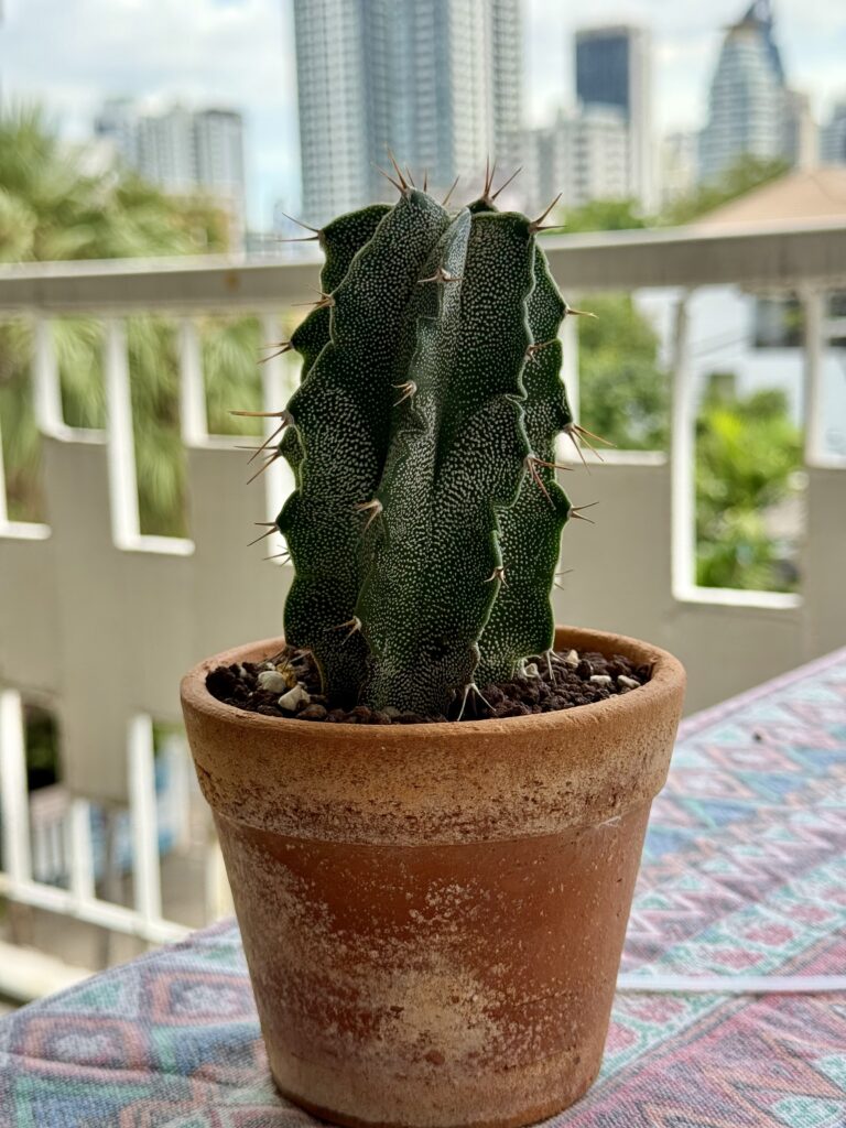 Monk’s Hood cactus (Astrophytum Ornatum)