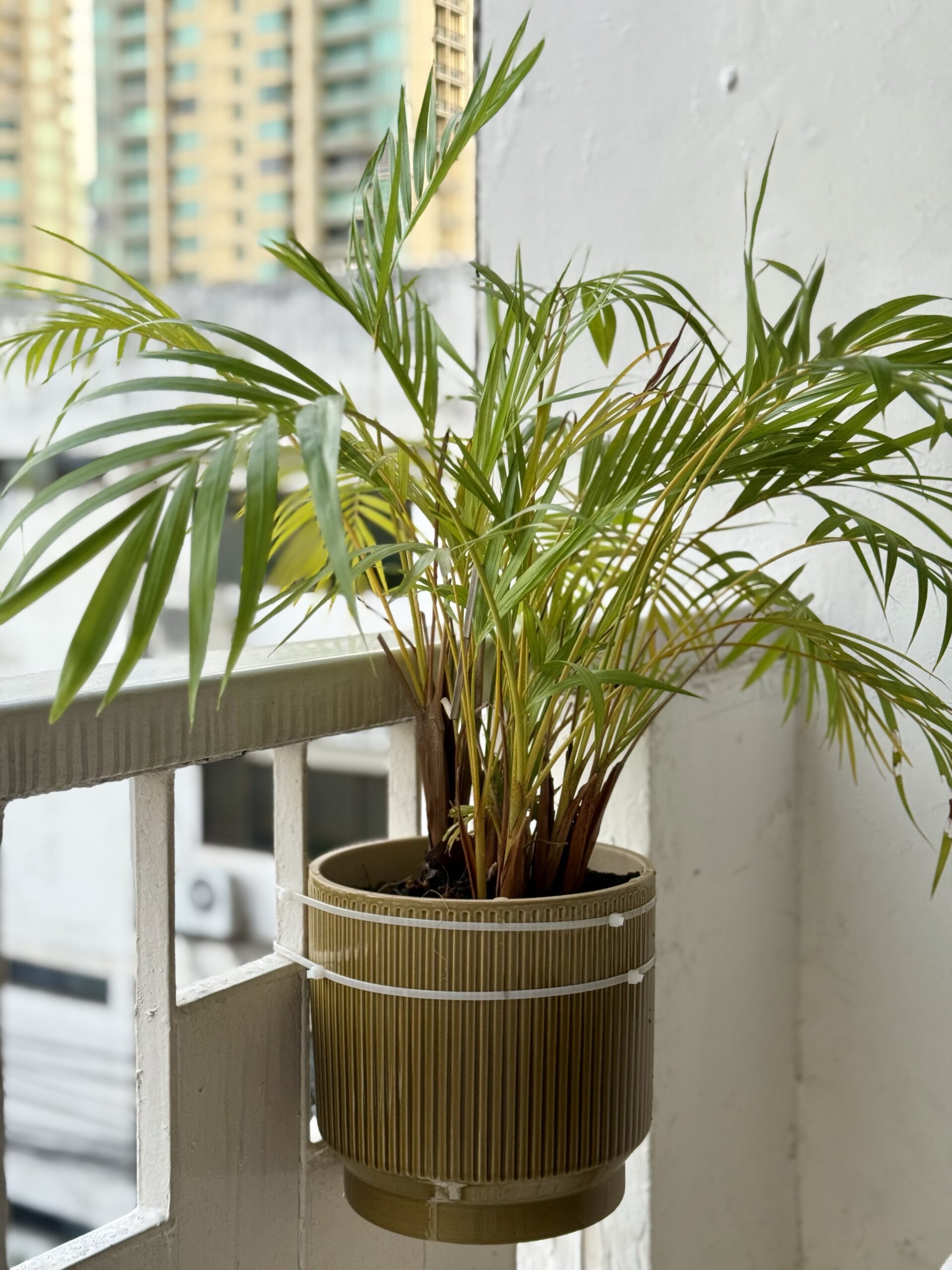 Parlour Palm on balcony