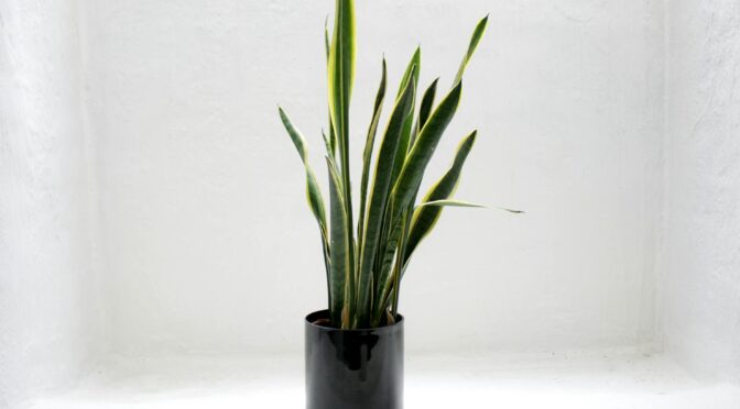 photo of green snake house plant