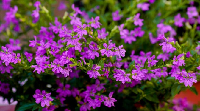 vibrant purple mexican heather flowers in bloom