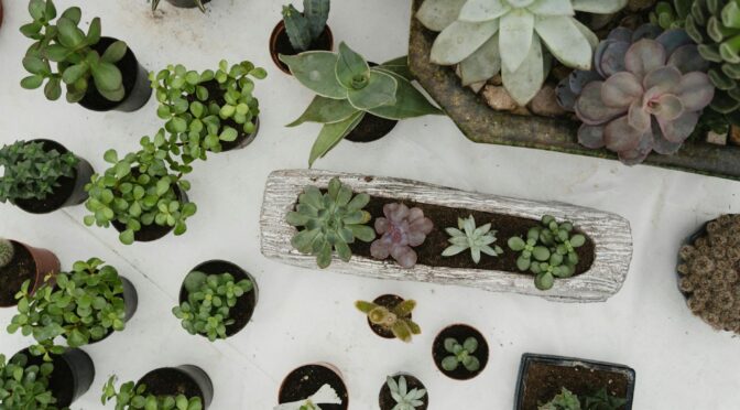 various types of succulent plants
