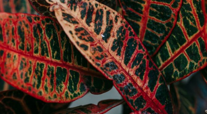 green leaves with red veins of exotic plant