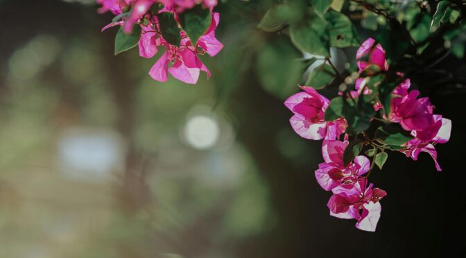 selective focus photography of pink bougainvillea flowers