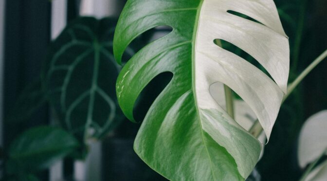 Home Garden – Split-Leaf Philodendron (Philodendron bipinnatifidum)