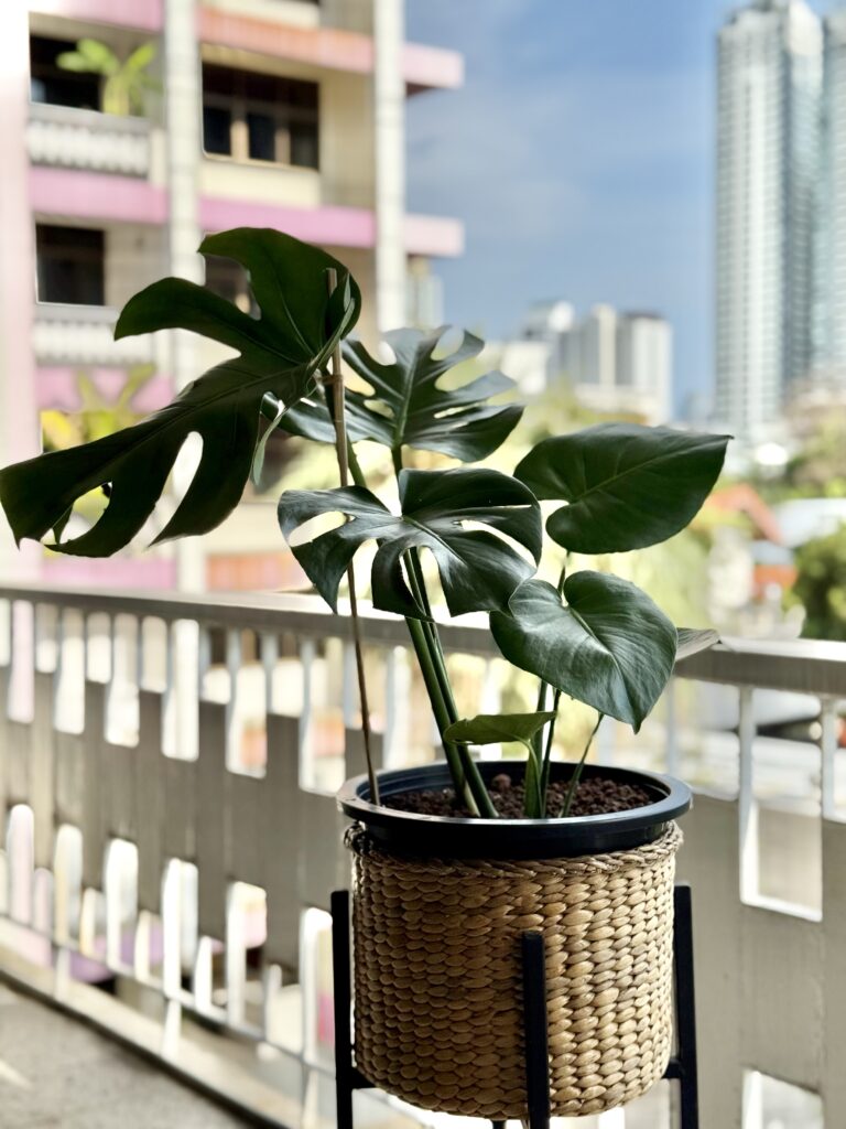 Philodendron bipinnatifidum (Split-Leaf Philodendron)