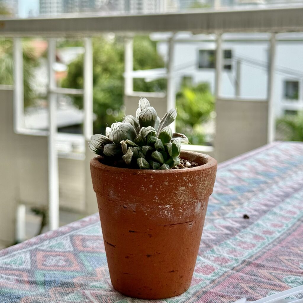 Pies from Heaven (Kalanchoe rhombopilosa)