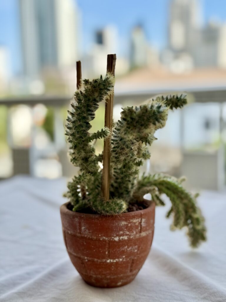Strophocactus testudo (Dog-Tail Cactus)