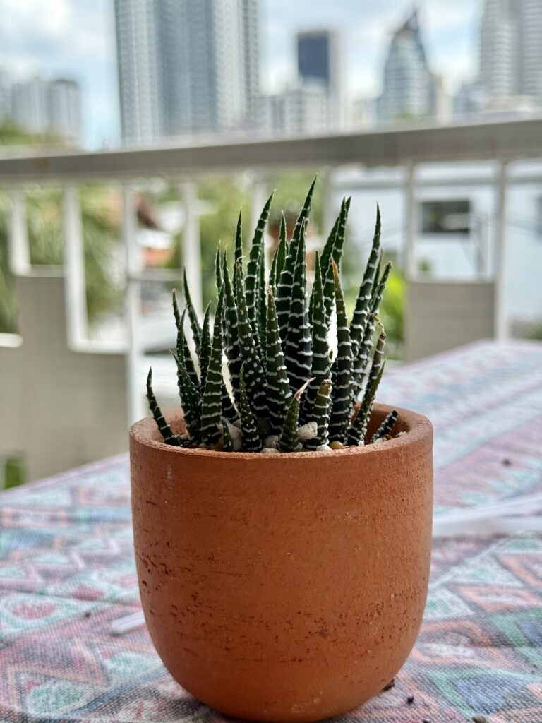 Zebra Plant (Haworthiopsis attenuata)