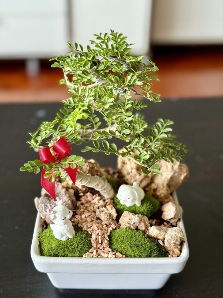 Jade Plant (Crassula ovata)