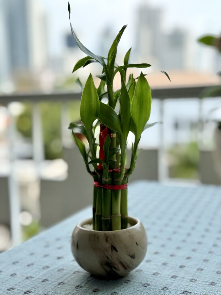 Lucky Bamboo (Dracaena Sanderiana)