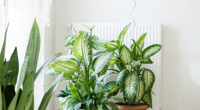 houseplants in the corner of a room