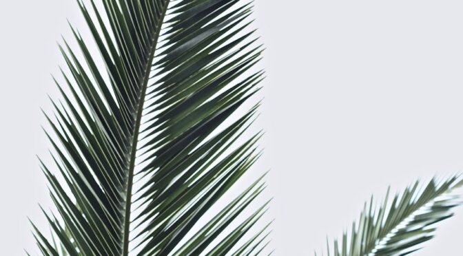 palm fronds