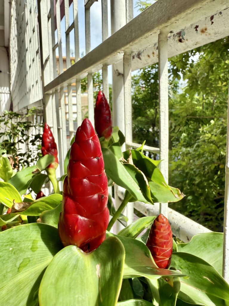 Red Button Ginger (Costus woodsonii)