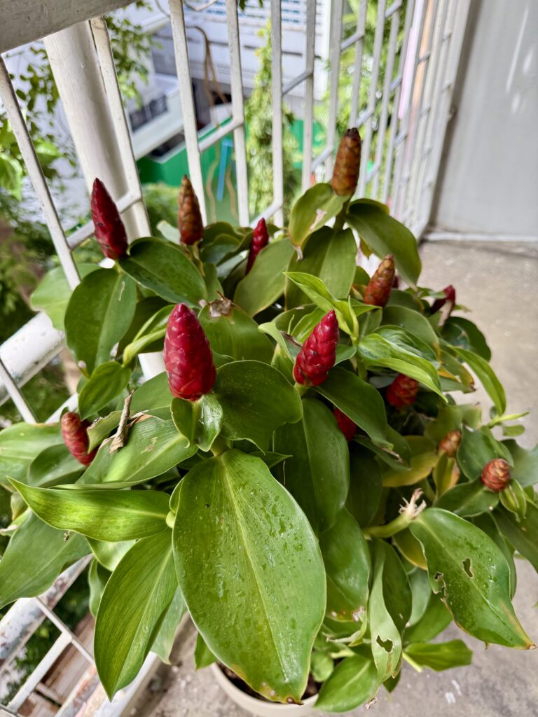 Red Button Ginger (Costus woodsonii) foliage