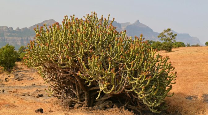 candelabra tree cactus in the desert