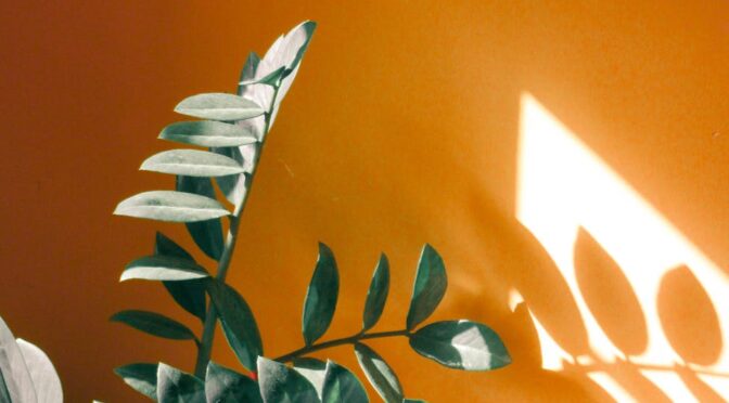 green leaf plant on pot