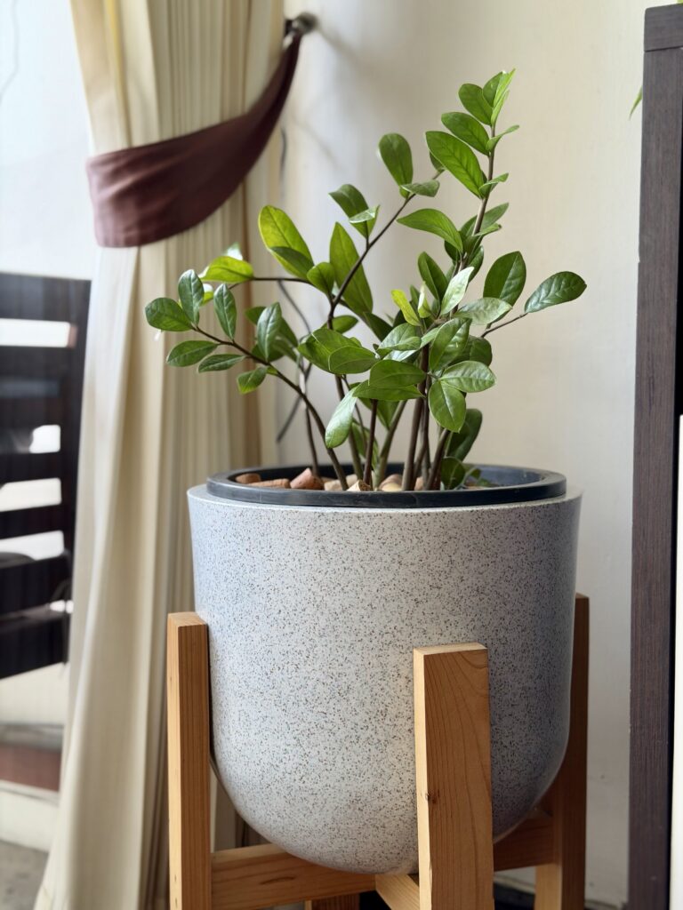 ZZ Plant (Zamioculcas Zamiifolia)